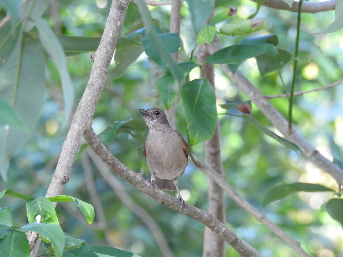 drozd bledoprsý - ML644919574