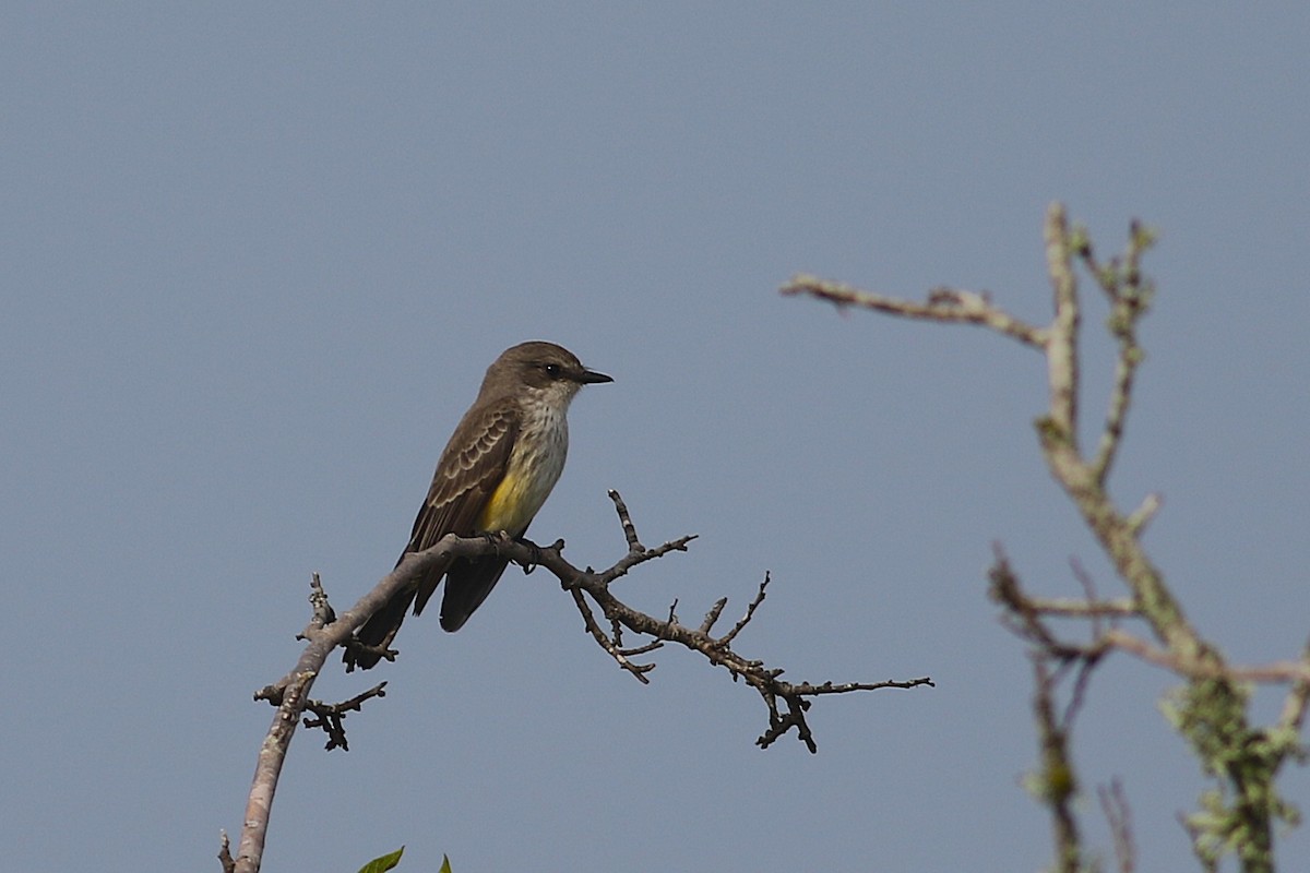Vermilion Flycatcher - ML644919575