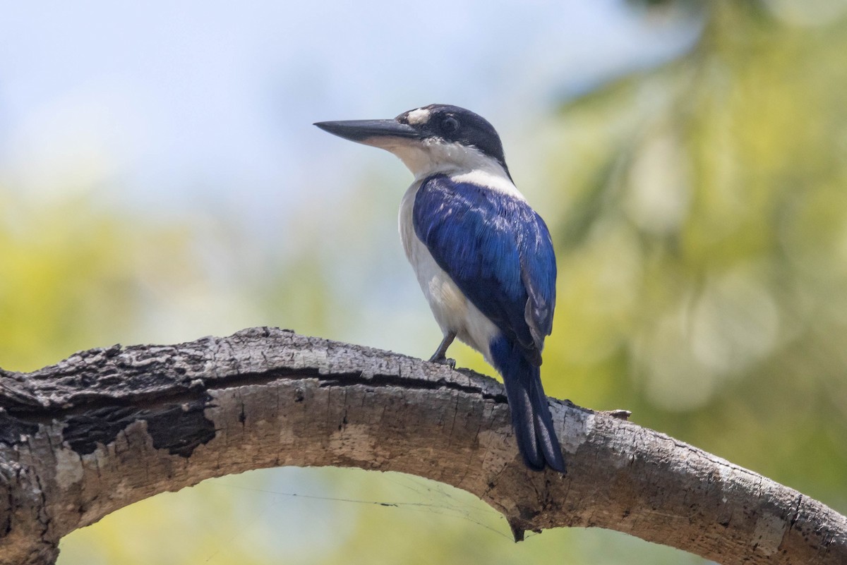 Forest Kingfisher - ML644919579