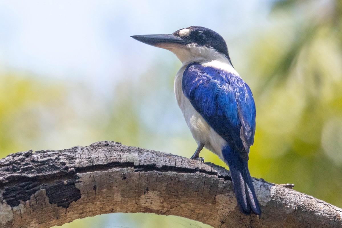 Forest Kingfisher - ML644919580