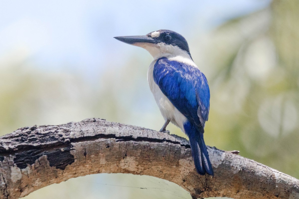 Forest Kingfisher - ML644919581
