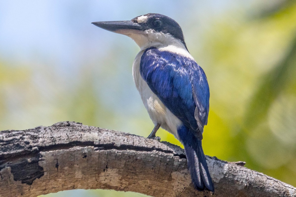Forest Kingfisher - ML644919582