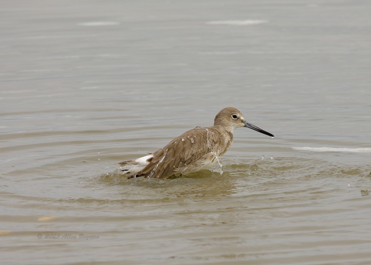 vodouš břehoušovitý - ML644919584