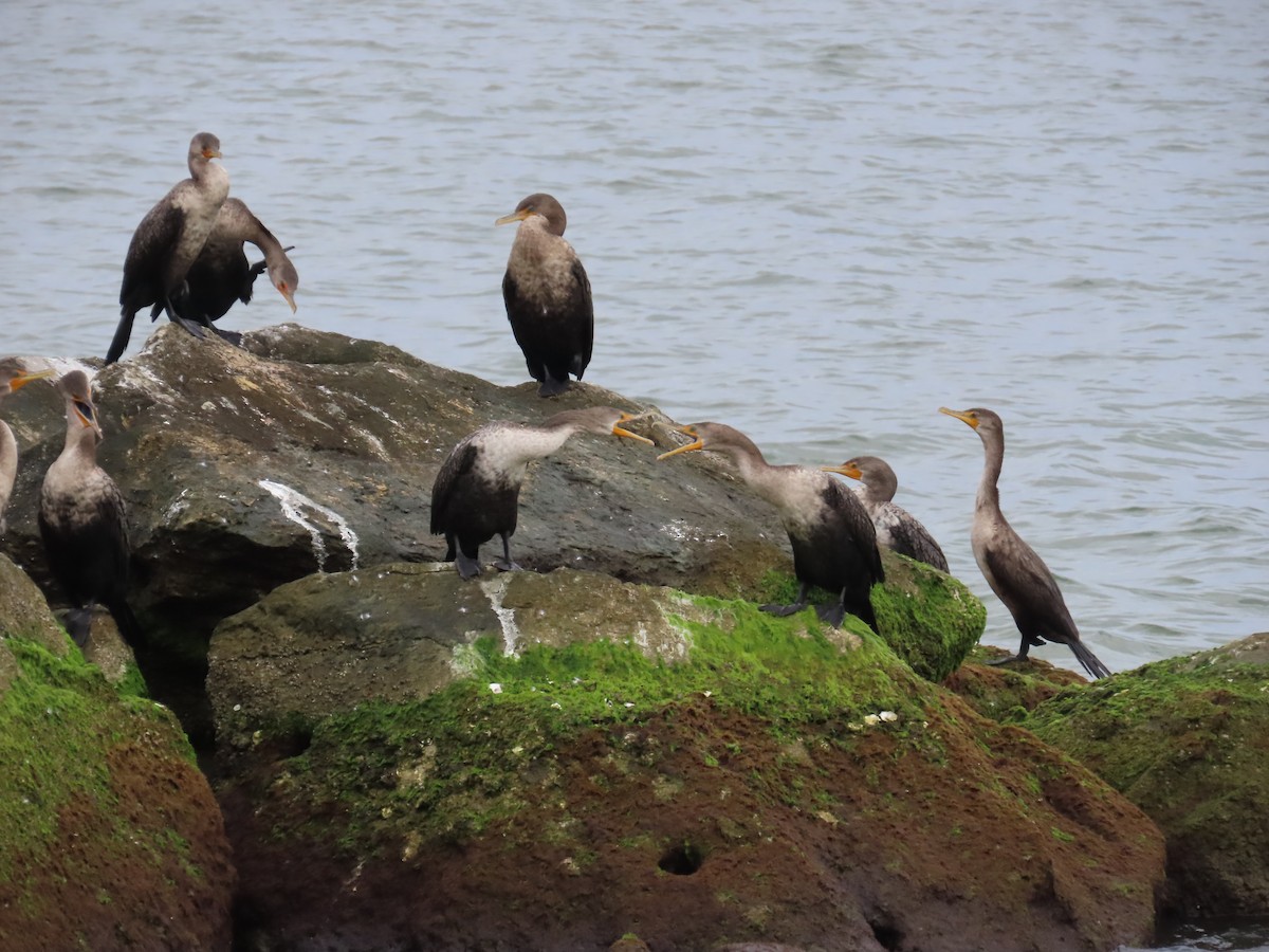 kormorán ušatý - ML644919588