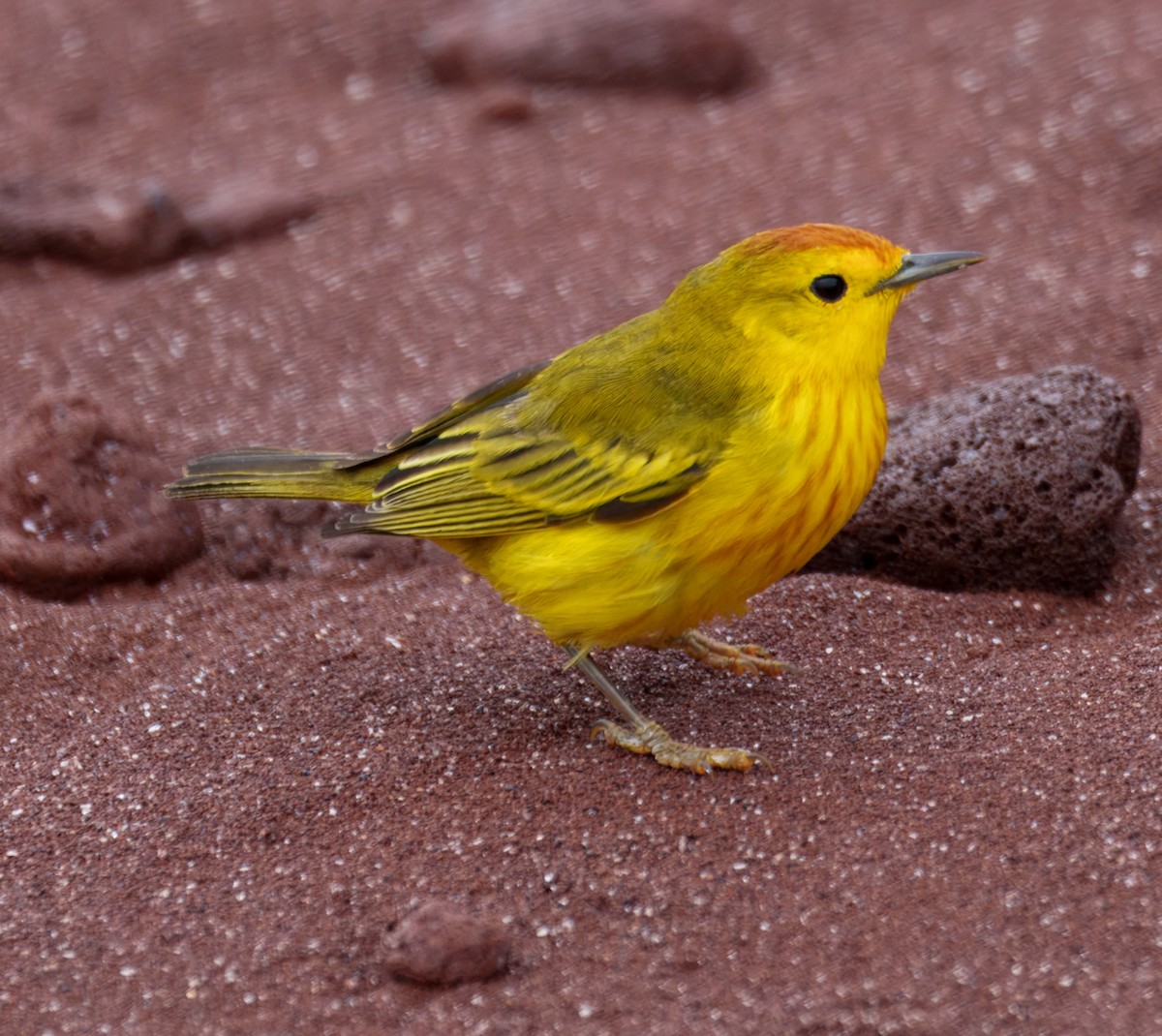 lesňáček žlutý (ssp. aureola) - ML644919592