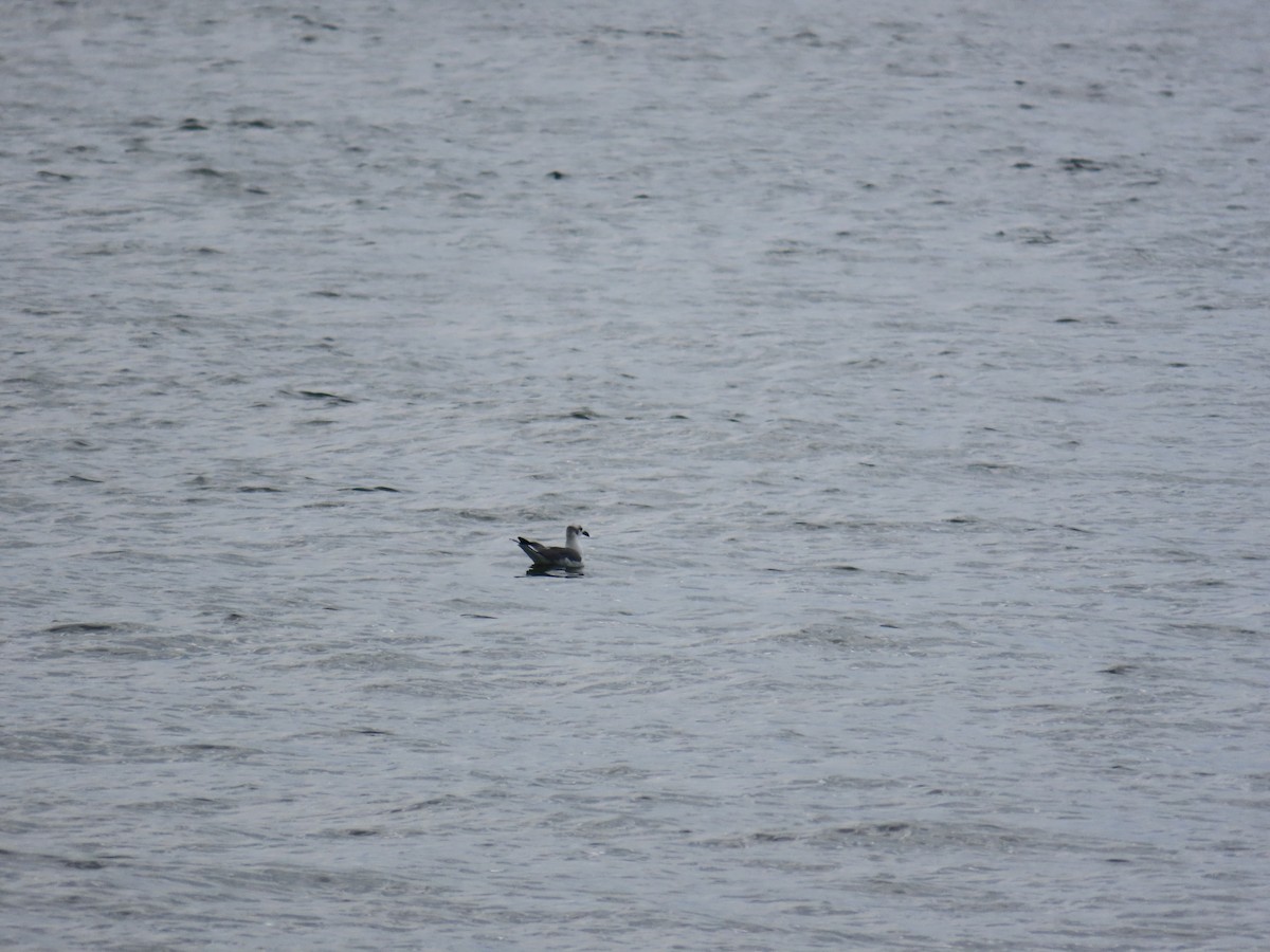 racek karibský - ML644919593