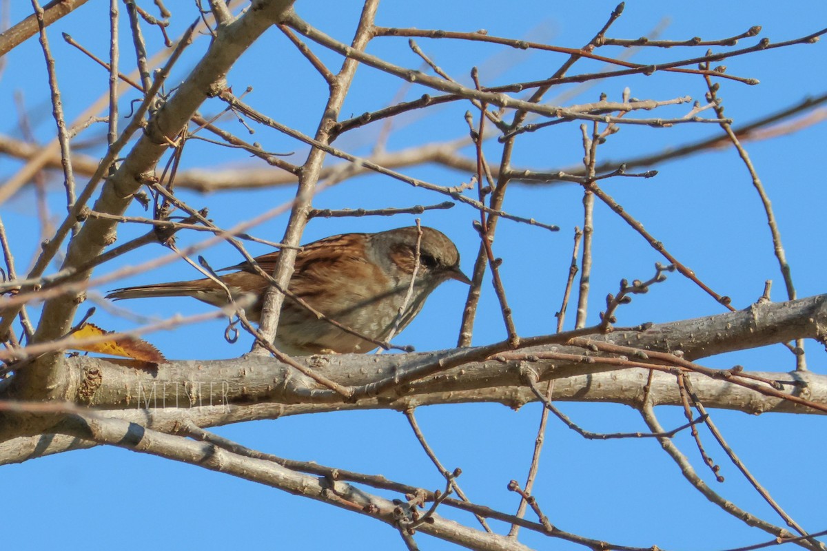 pěvuška modrá - ML644919594