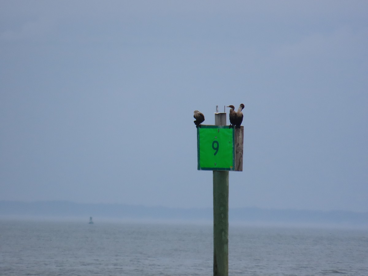 kormorán ušatý - ML644919596