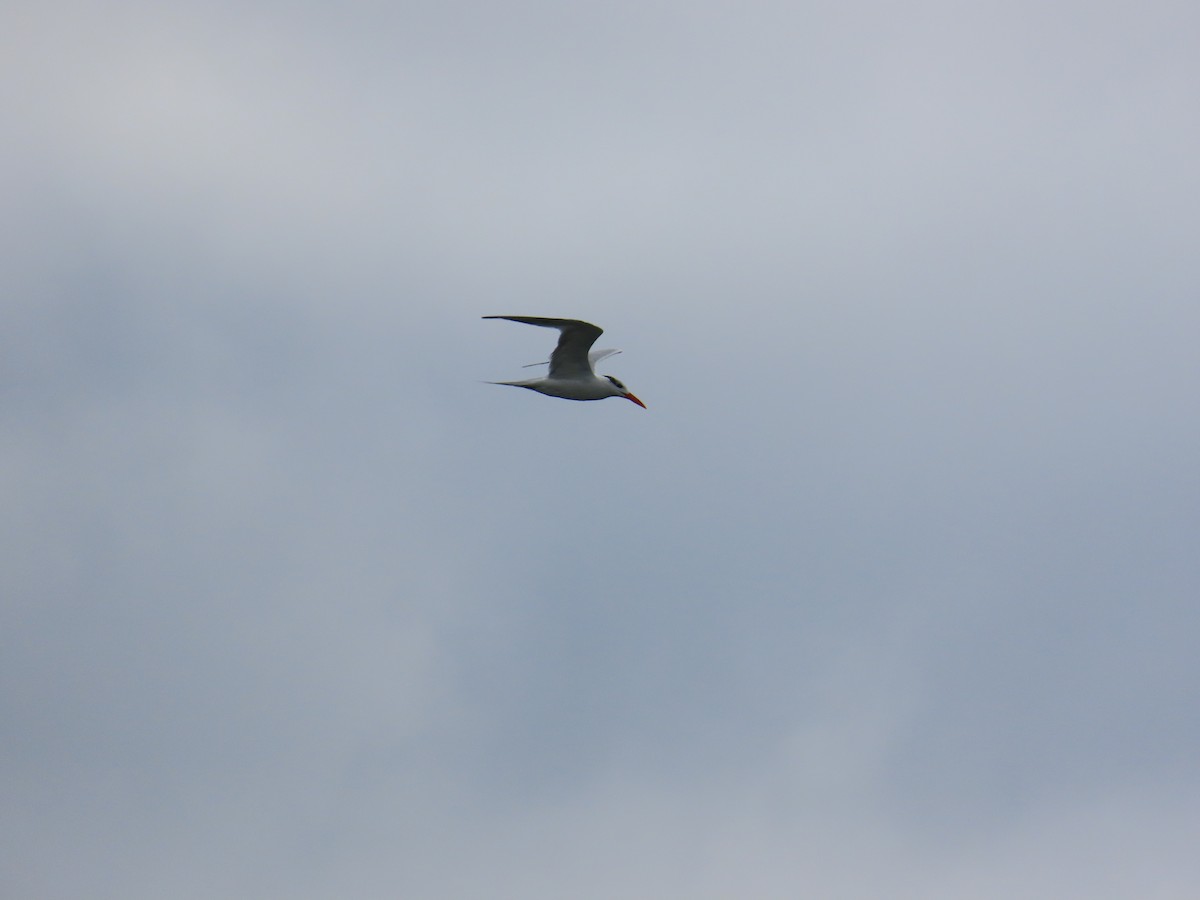 rybák královský - ML644919599