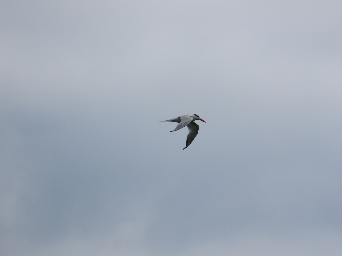 rybák královský - ML644919600