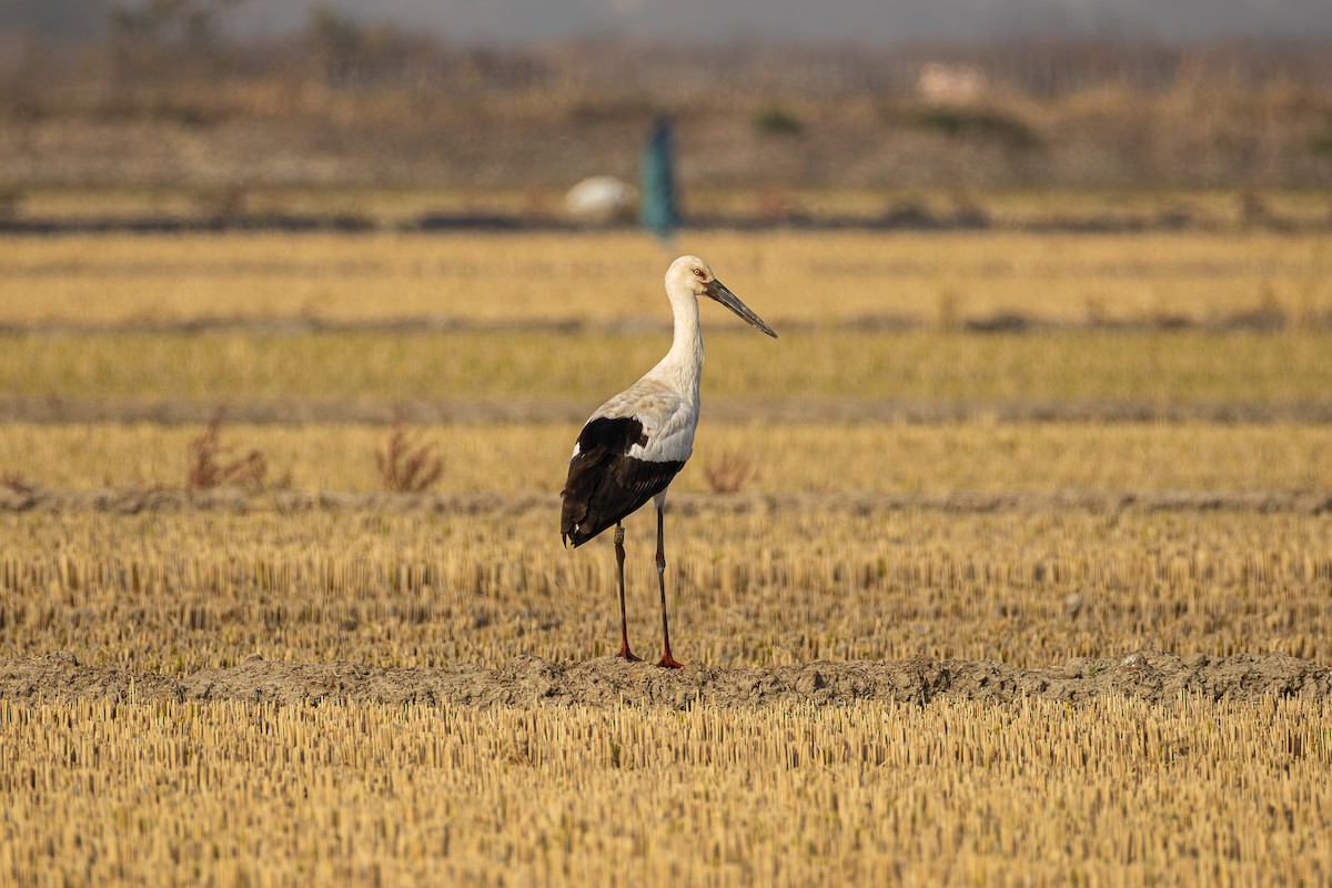 Schwarzschnabelstorch - ML644919602