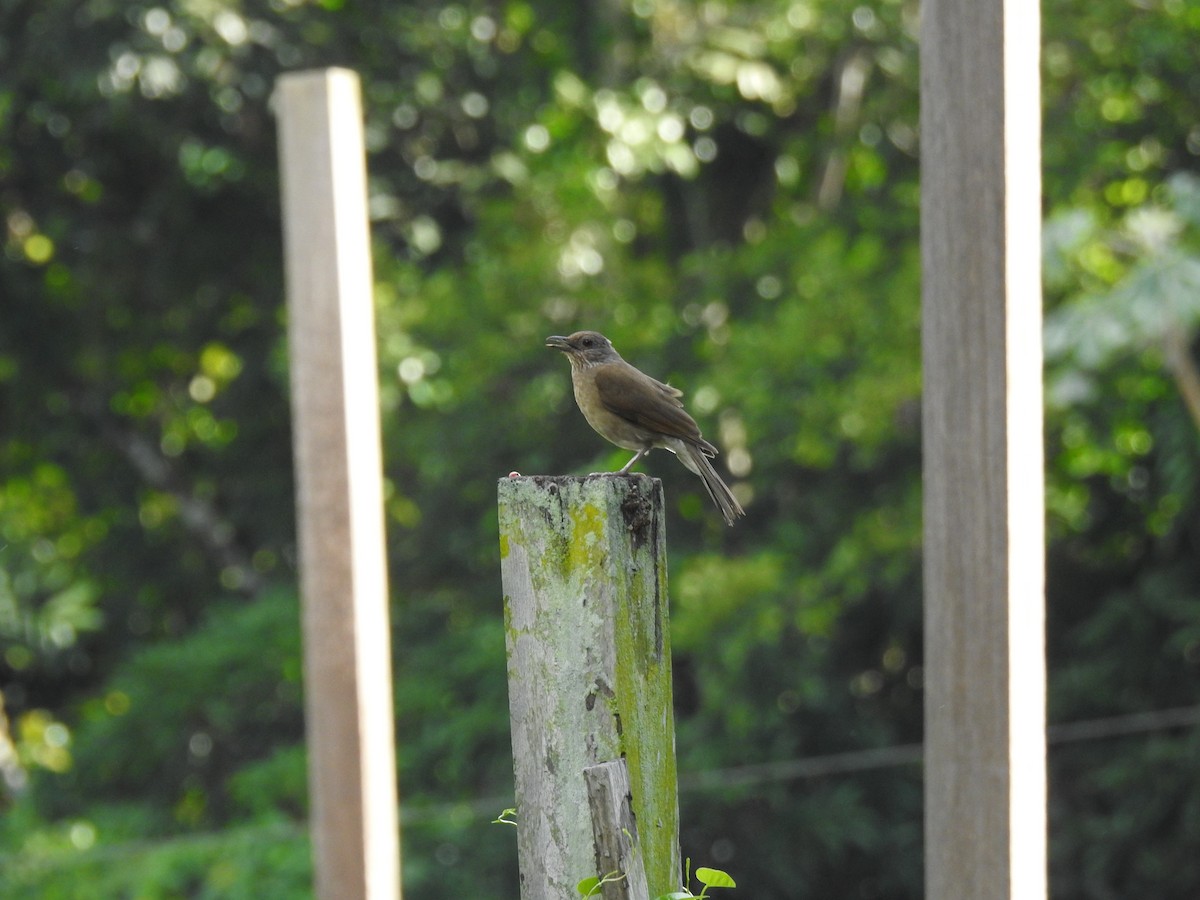 drozd bledoprsý - ML644919603