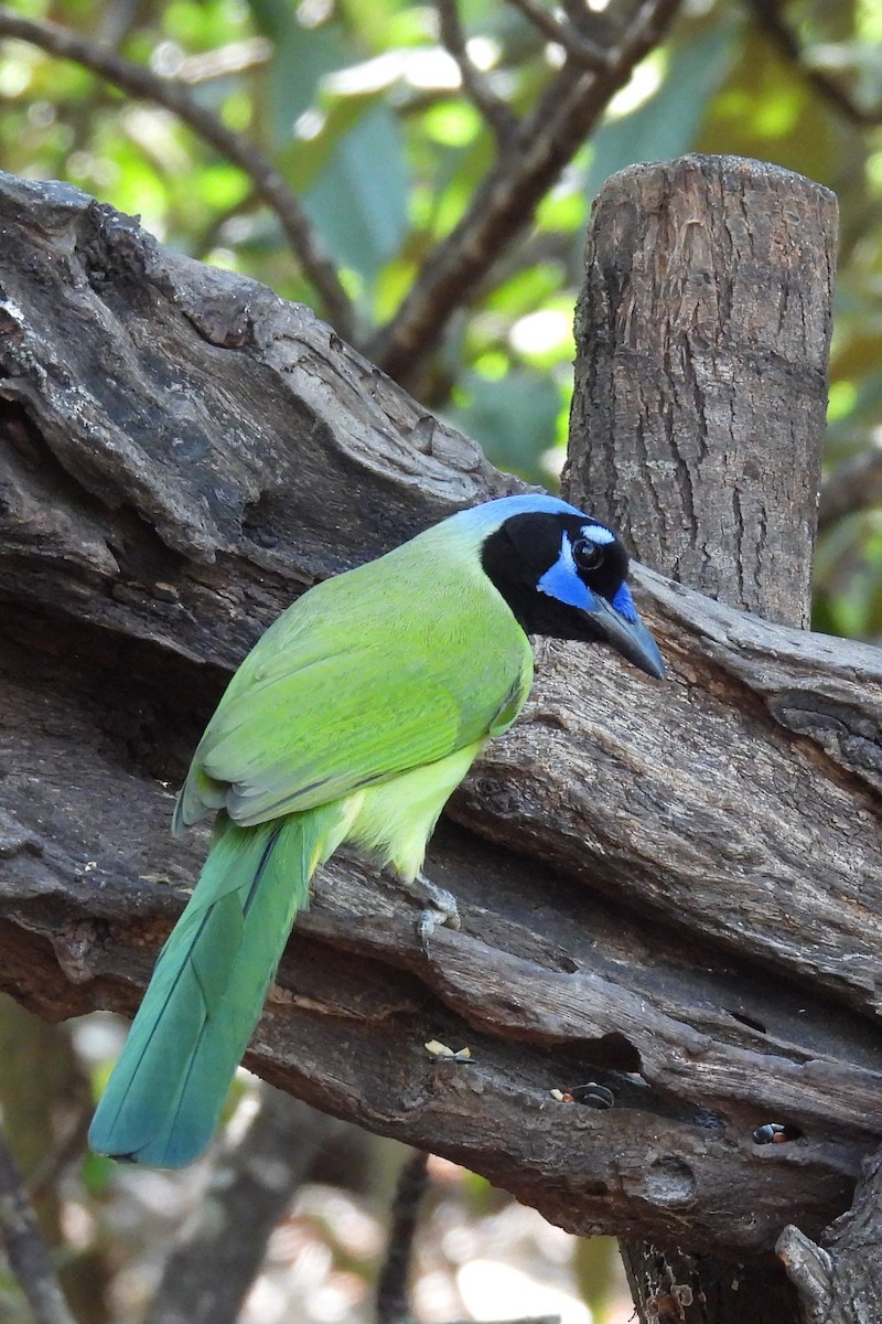 sojka zelenavá - ML644919604