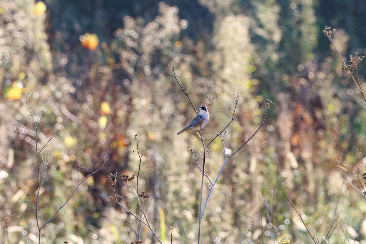 Sardinian Warbler - ML644919605