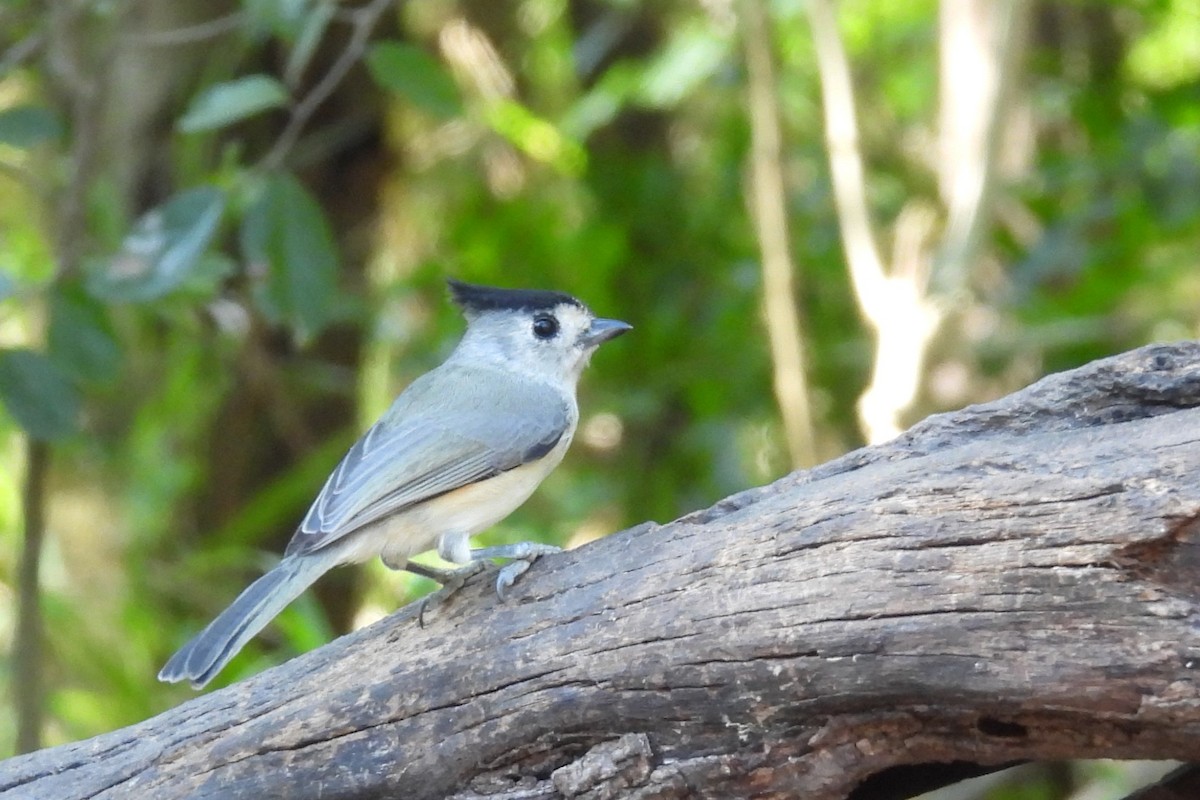 sýkora černochocholatá - ML644919606