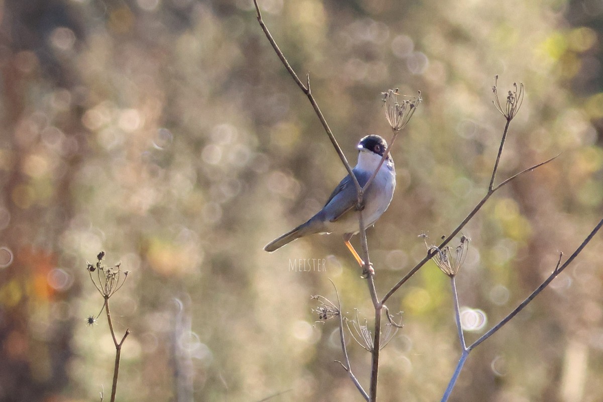 Sardinian Warbler - ML644919607