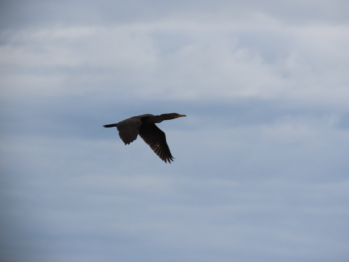 kormorán ušatý - ML644919608