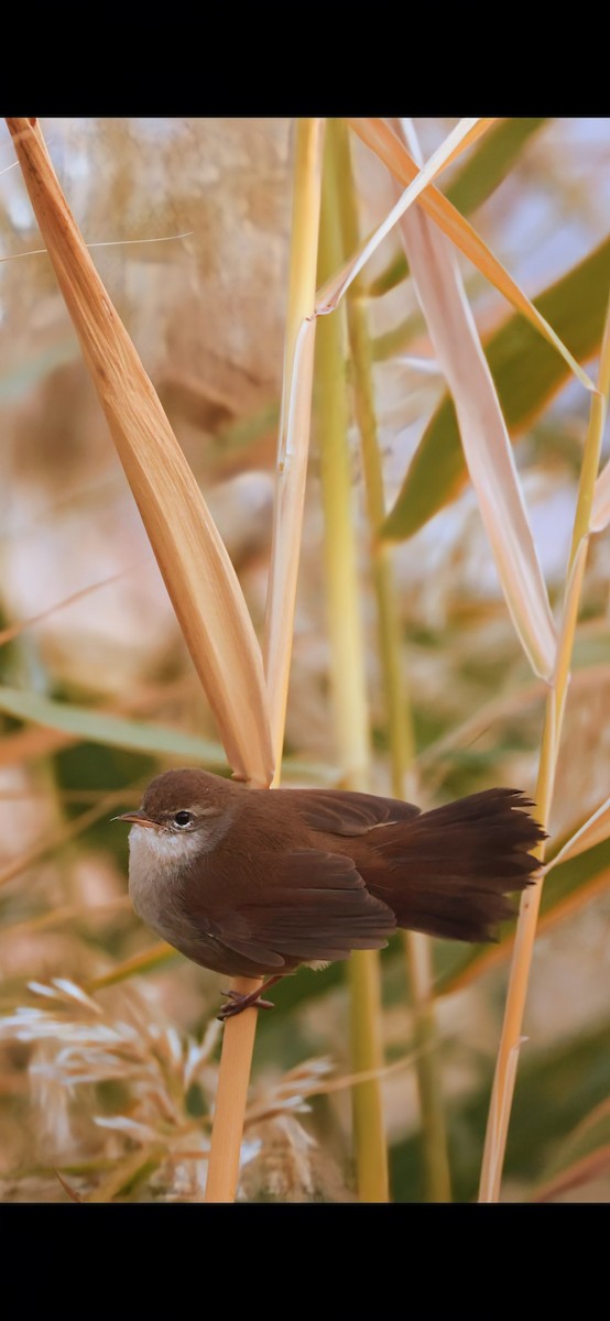 cetie jižní - ML644919610