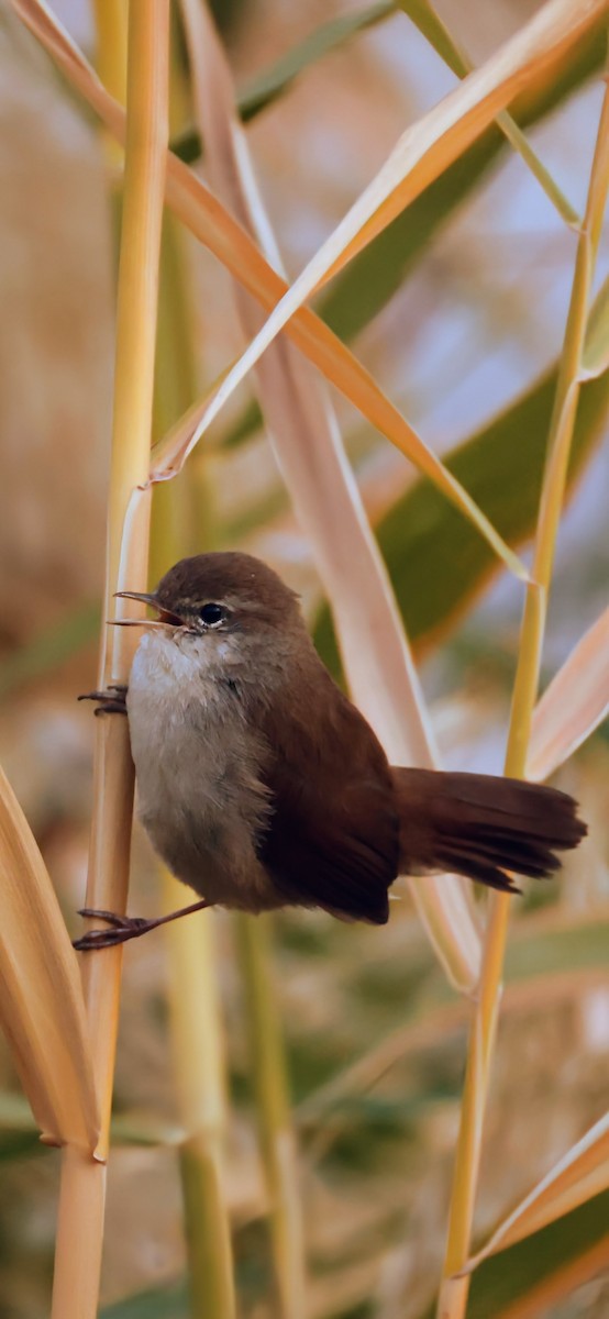 cetie jižní - ML644919611