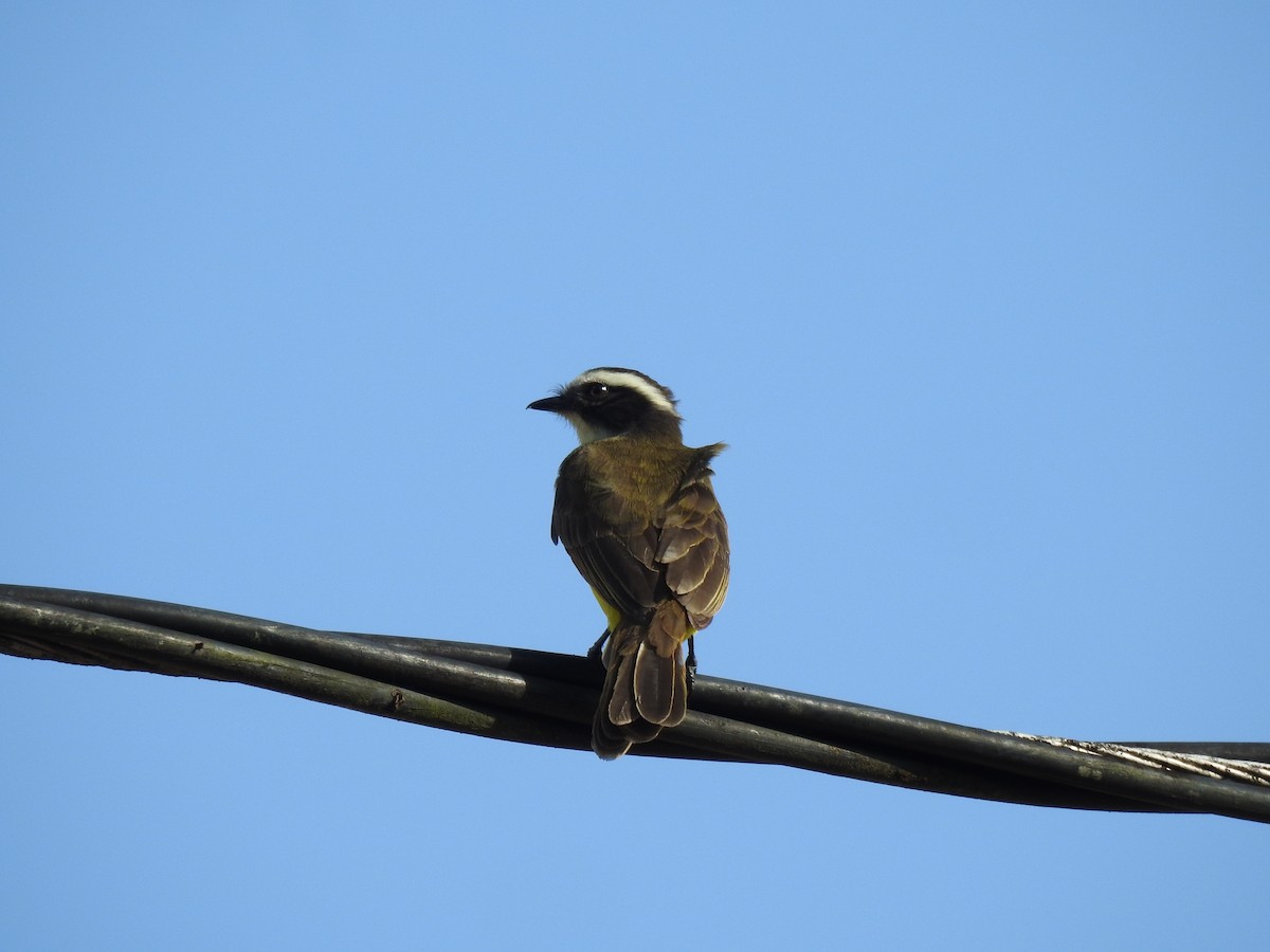 Rusty-margined Flycatcher - ML644919613