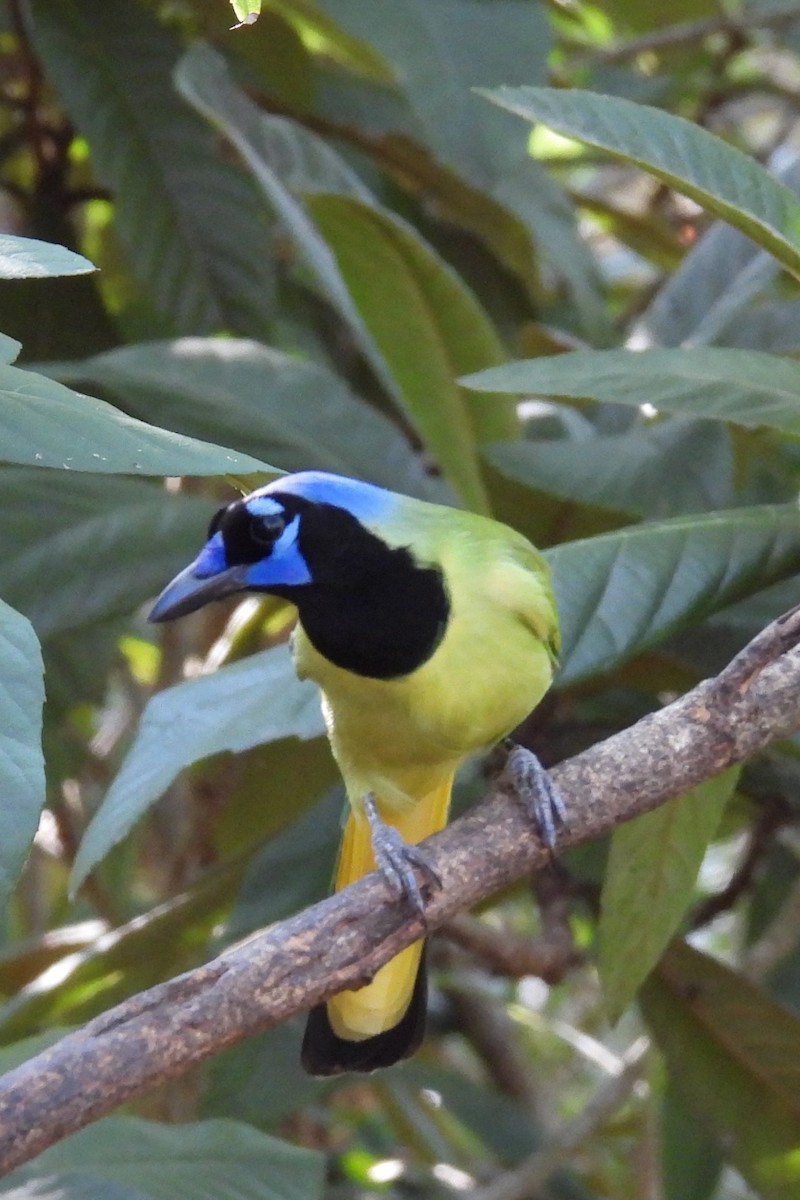 sojka zelenavá - ML644919614