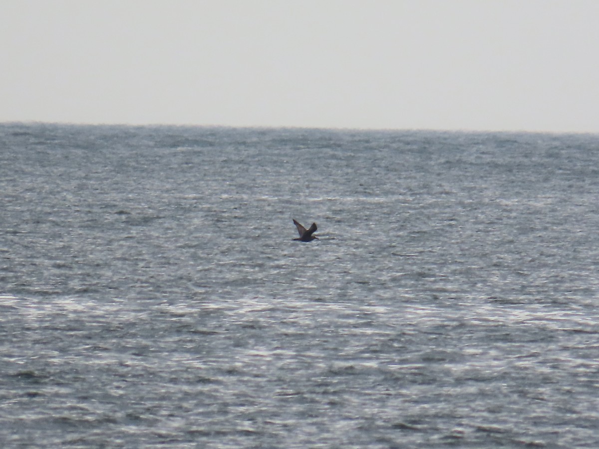 racek americký - ML644919615