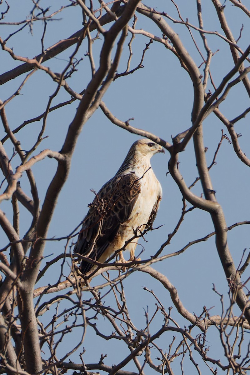 Long-legged Buzzard - ML644919616