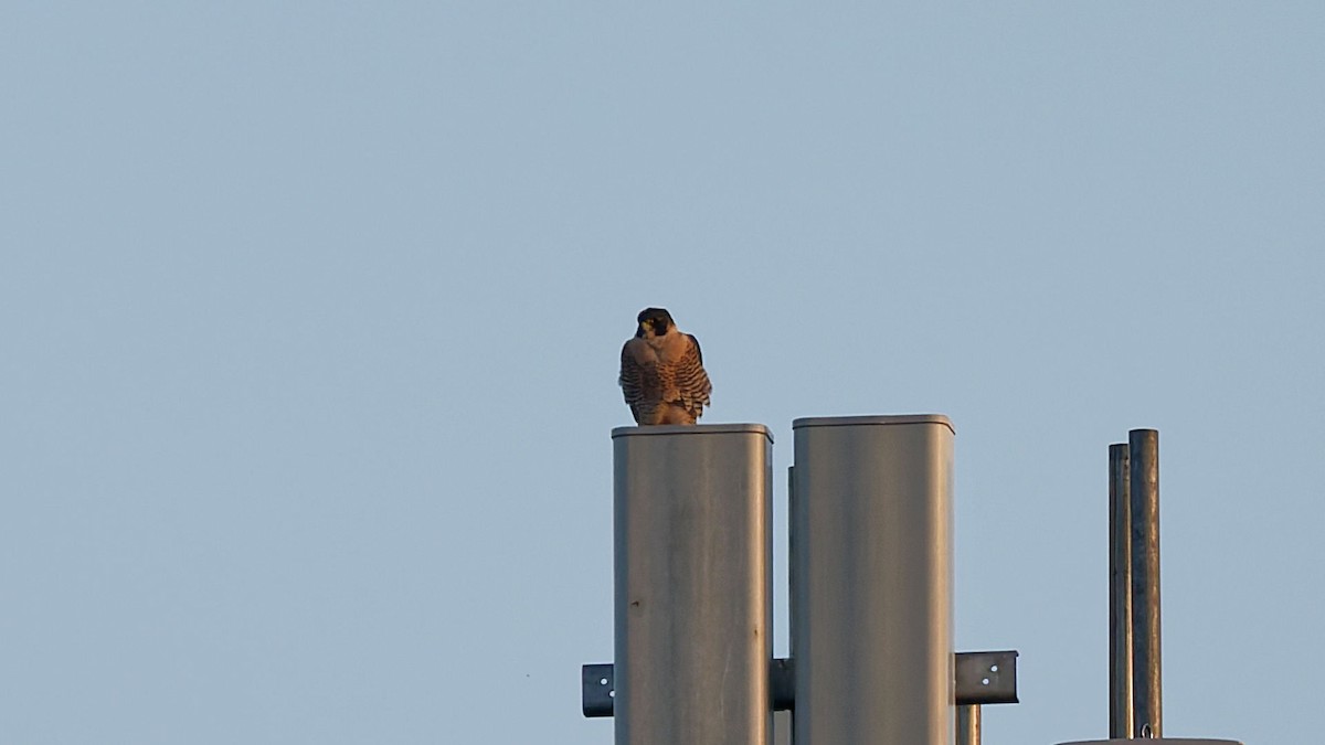 sokol stěhovavý - ML644919623