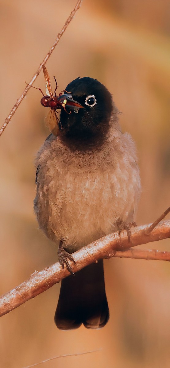 bulbul arabský - ML644919625