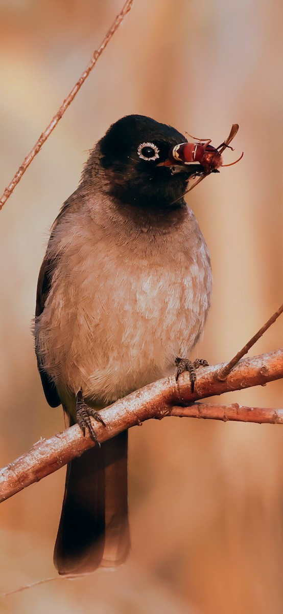 bulbul arabský - ML644919626