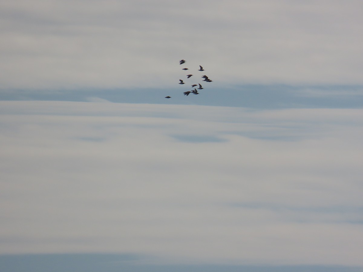 Correlimos sp. - ML644919634