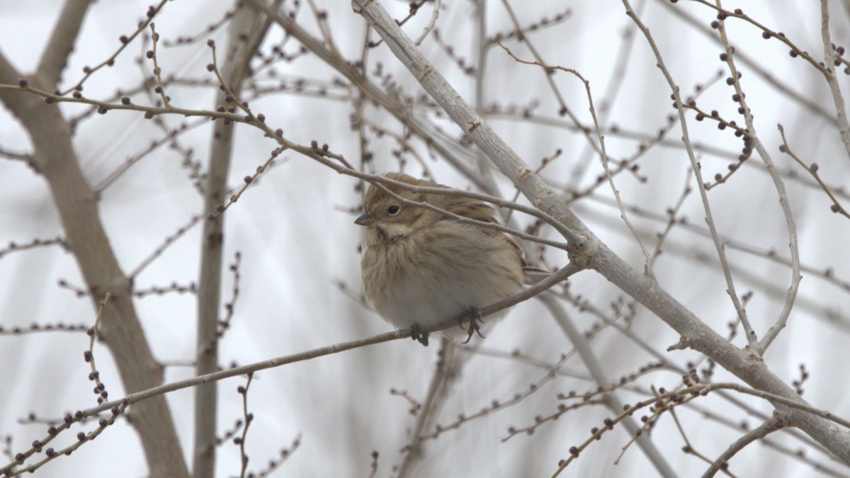 Reed Bunting - ML644919645