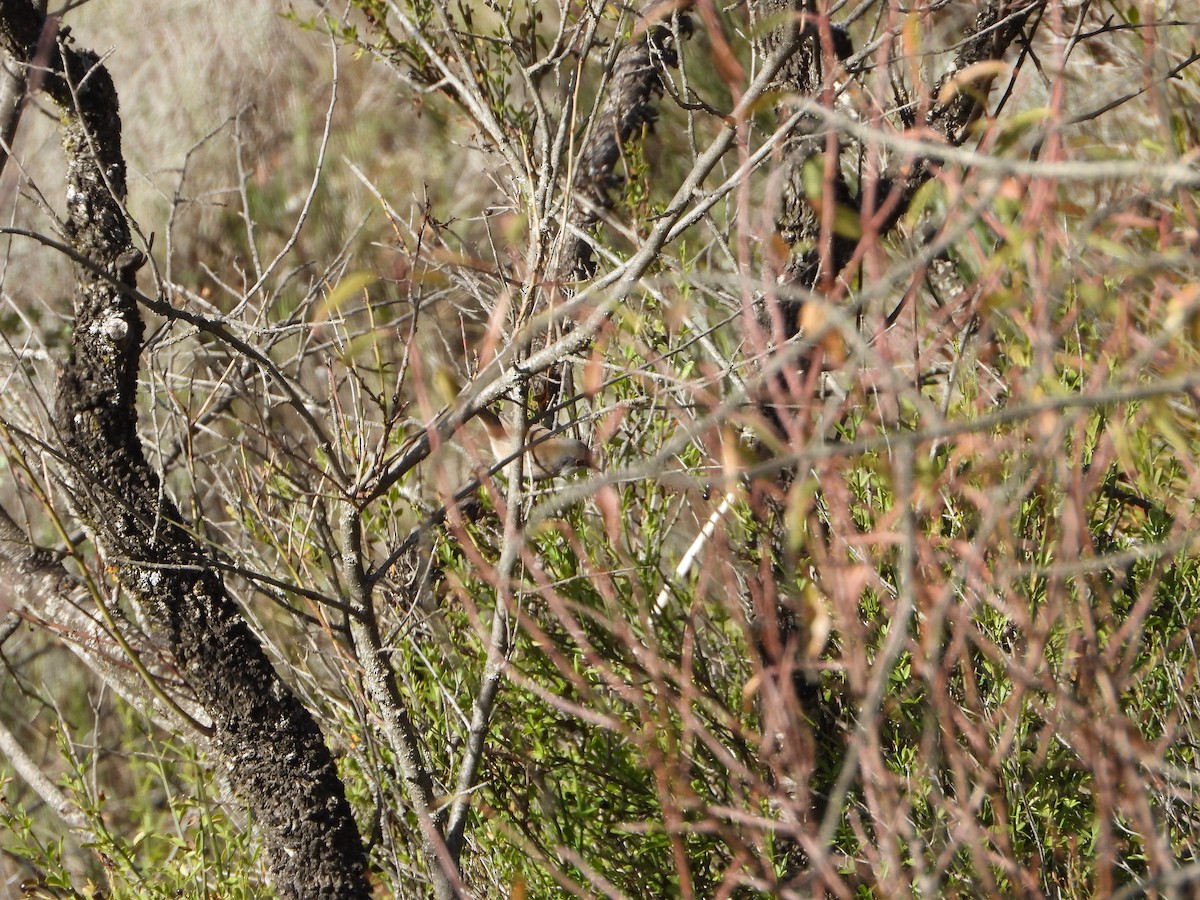 Sardinian Warbler - ML644919663