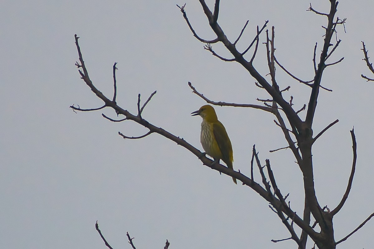 Indian Golden Oriole - ML644919669