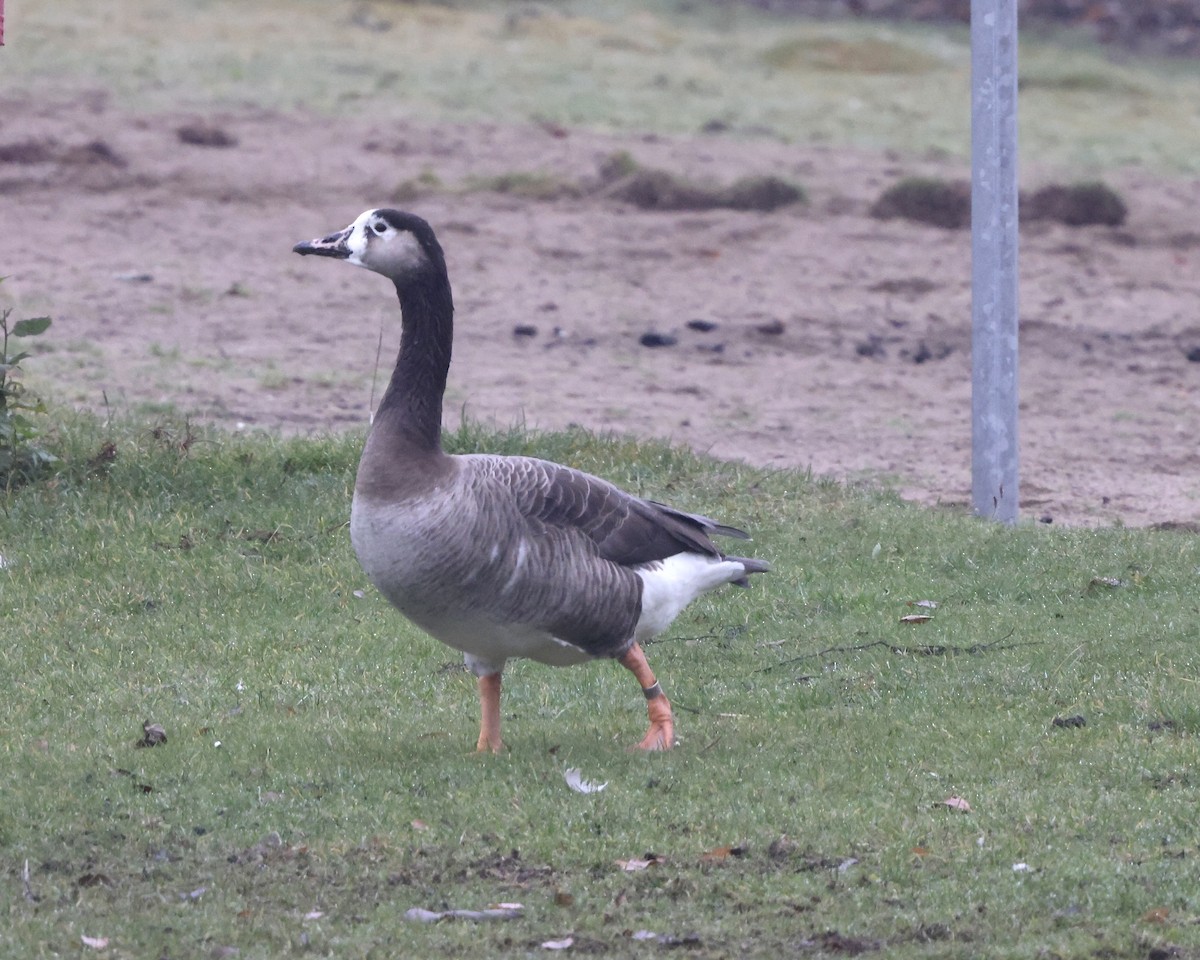 Graylag x Canada Goose (hybrid) - ML644919670