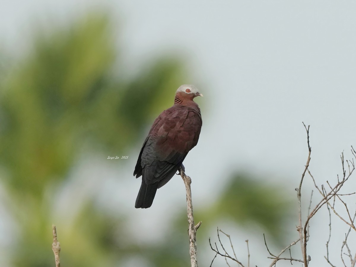 Pale-capped Pigeon - ML644919684