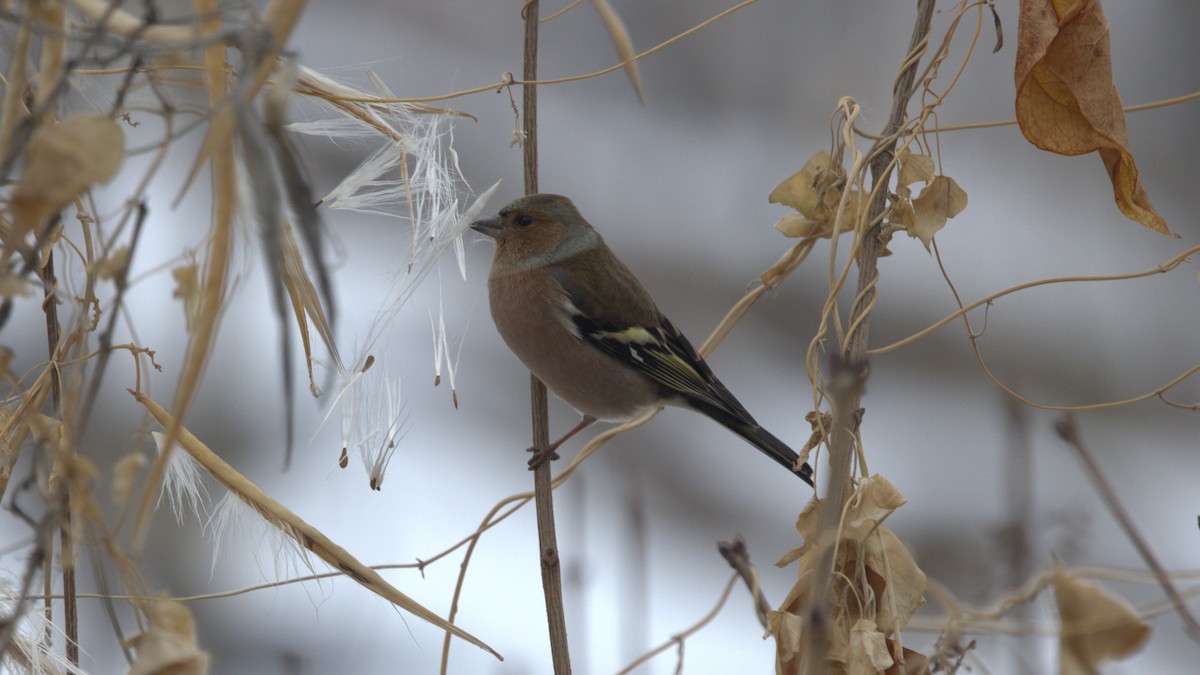 Common Chaffinch - ML644919691