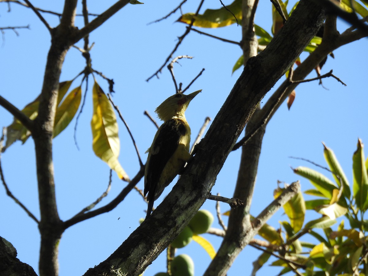 Cream-colored Woodpecker - ML644919709