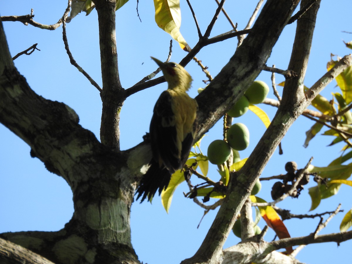 Cream-colored Woodpecker - ML644919712