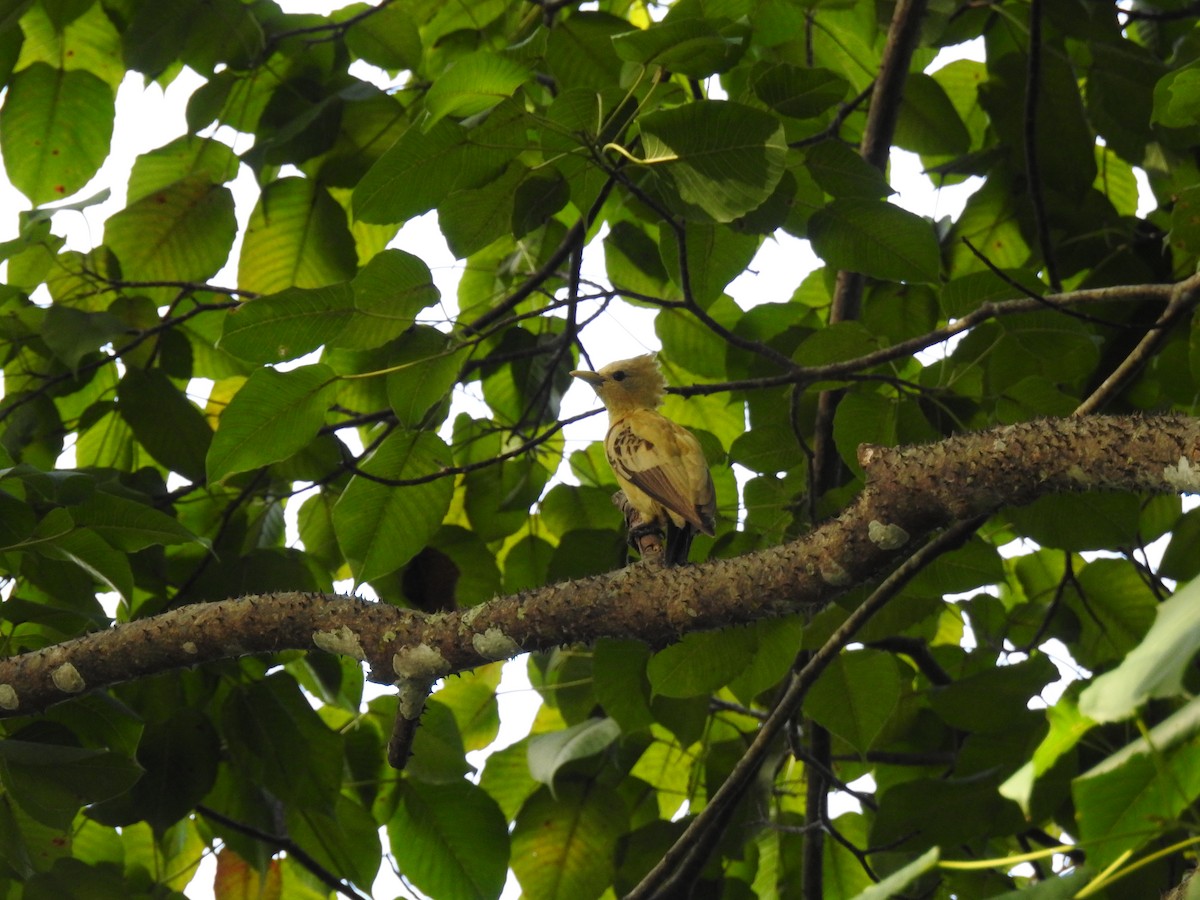 Cream-colored Woodpecker - ML644919722