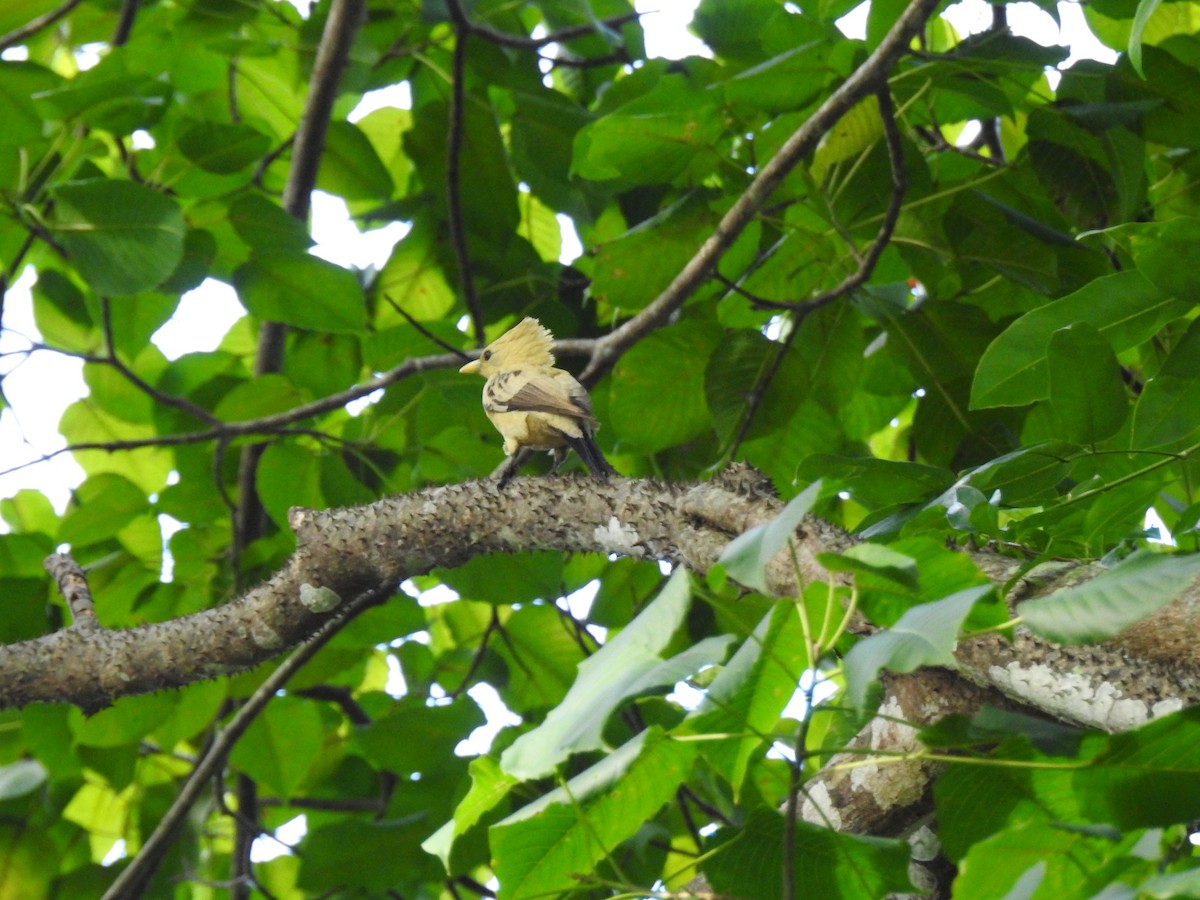 Cream-colored Woodpecker - ML644919723
