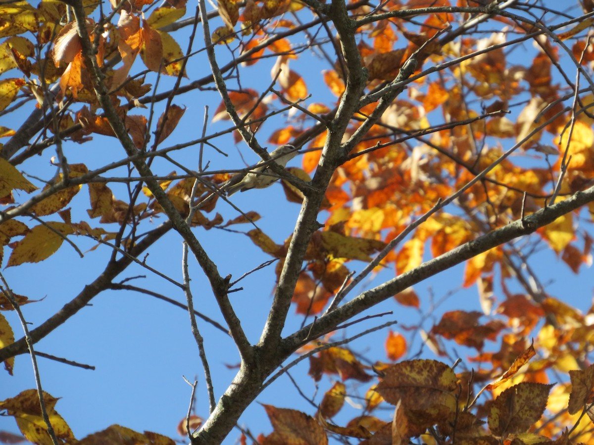 Golden-crowned Kinglet - ML644919724