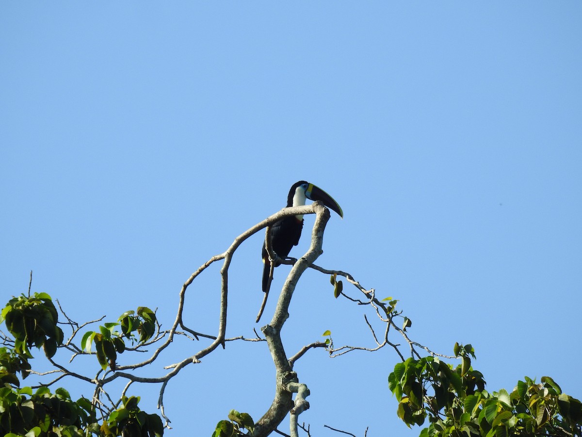 White-throated Toucan - ML644919728