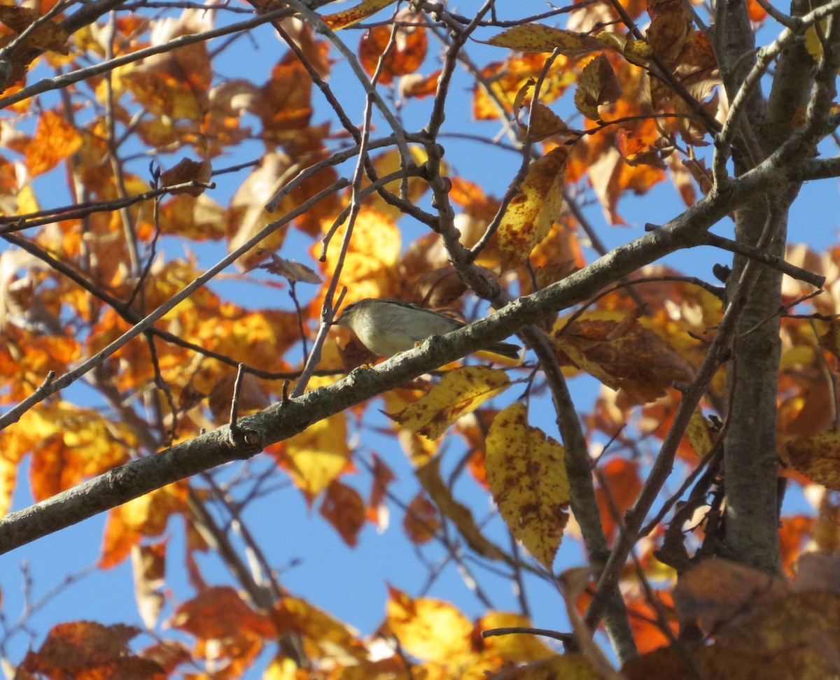 Golden-crowned Kinglet - ML644919731