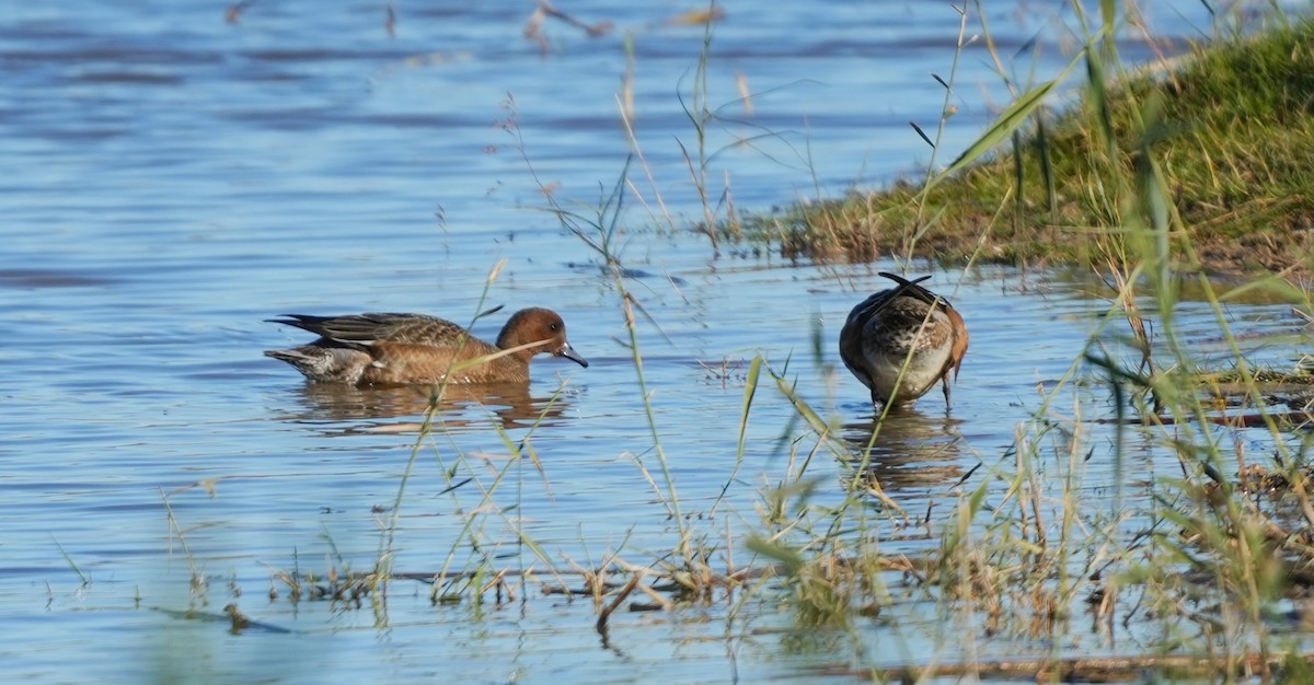 Eurasian Wigeon - ML644919736