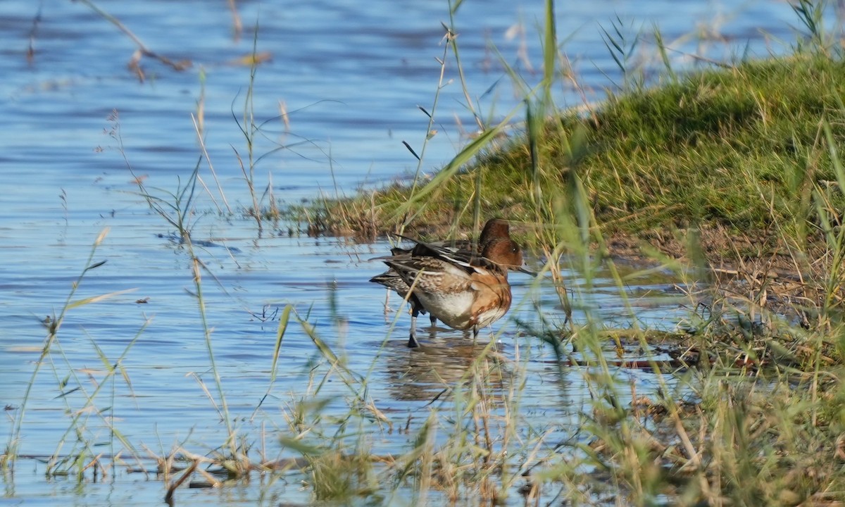 Eurasian Wigeon - ML644919737