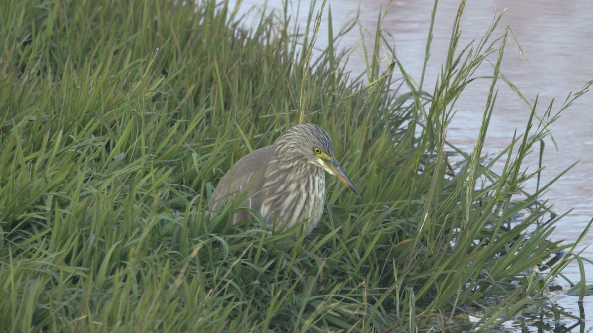 Chinese Pond-Heron - ML644919743