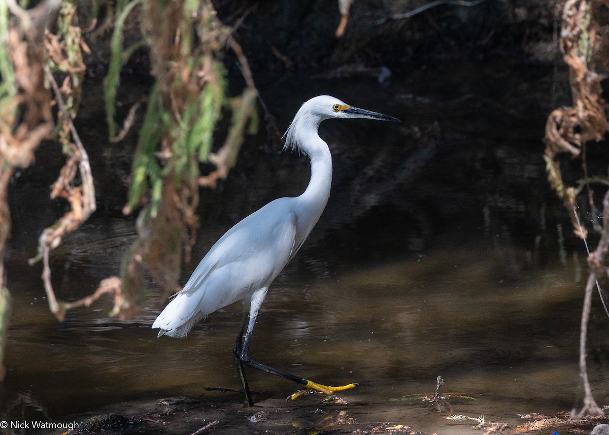 Snowy Egret - ML644919746