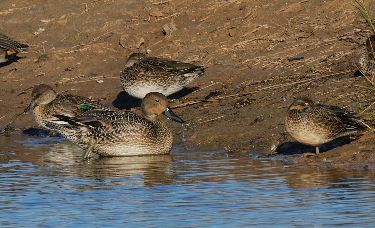 Northern Pintail - ML644919758