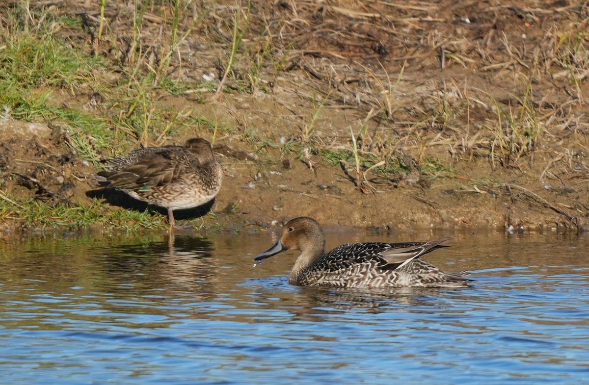Northern Pintail - ML644919759